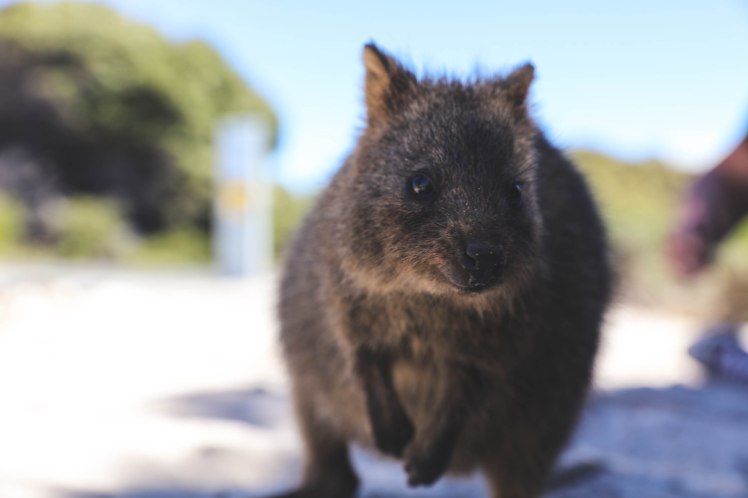 Australia'18 (4 of 33)